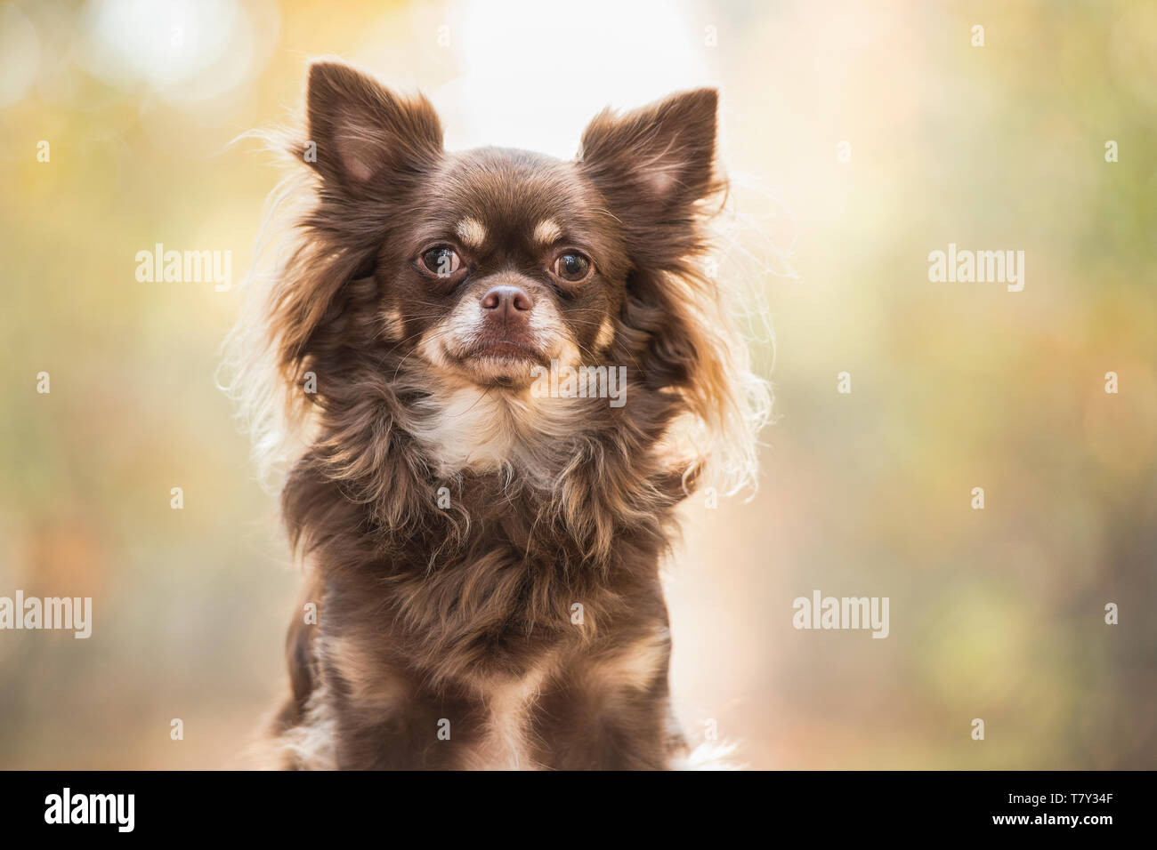 Portrait of a chihuahua dog looking at the camera with counter light on a autumn forest background Stock Photo