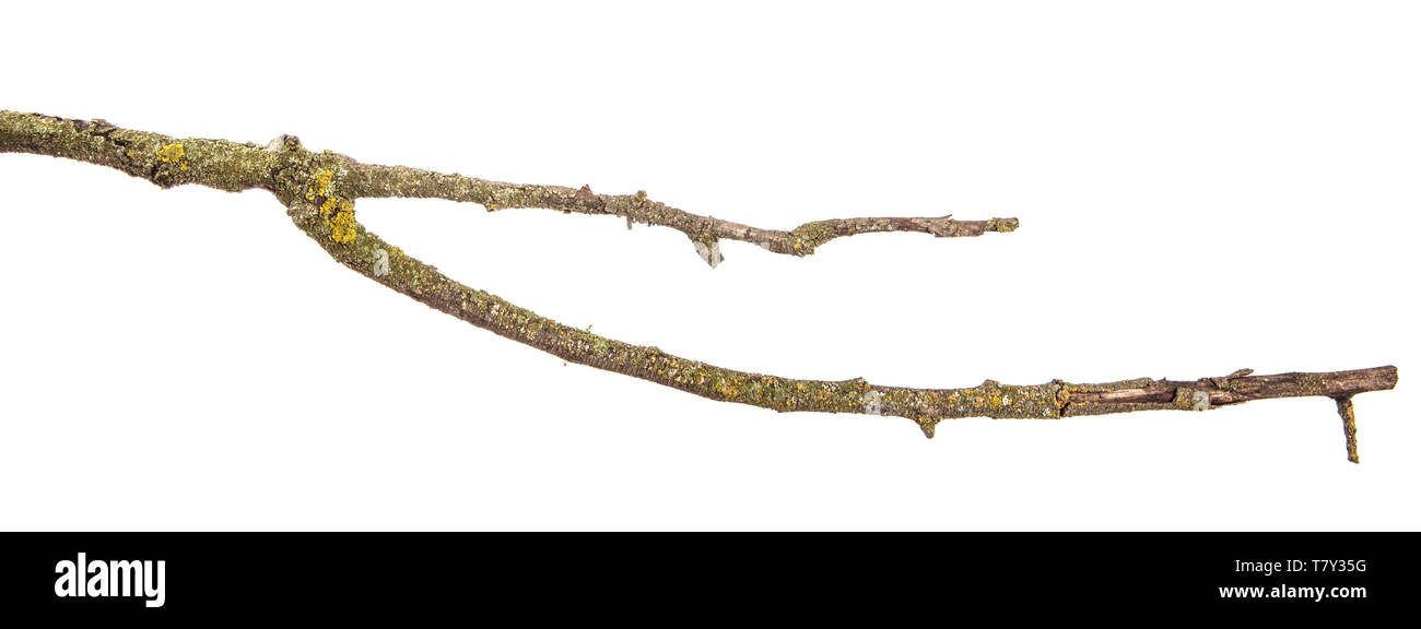 part of a dry branch of a dead pear tree. isolated on white Stock Photo