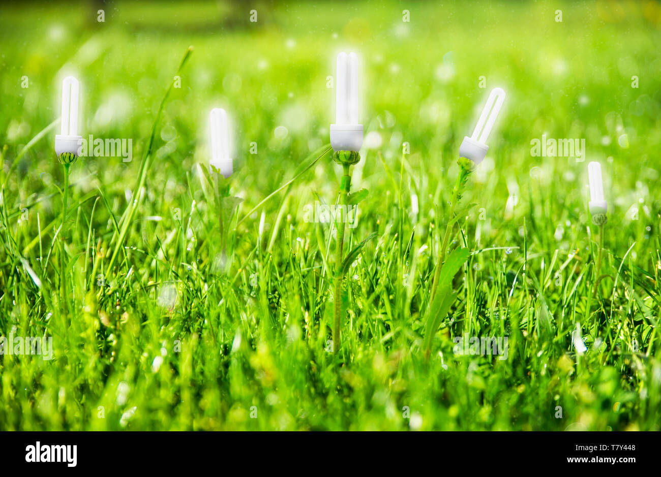 Renevable energy, lightbulb concept on meadow with grass Stock Photo