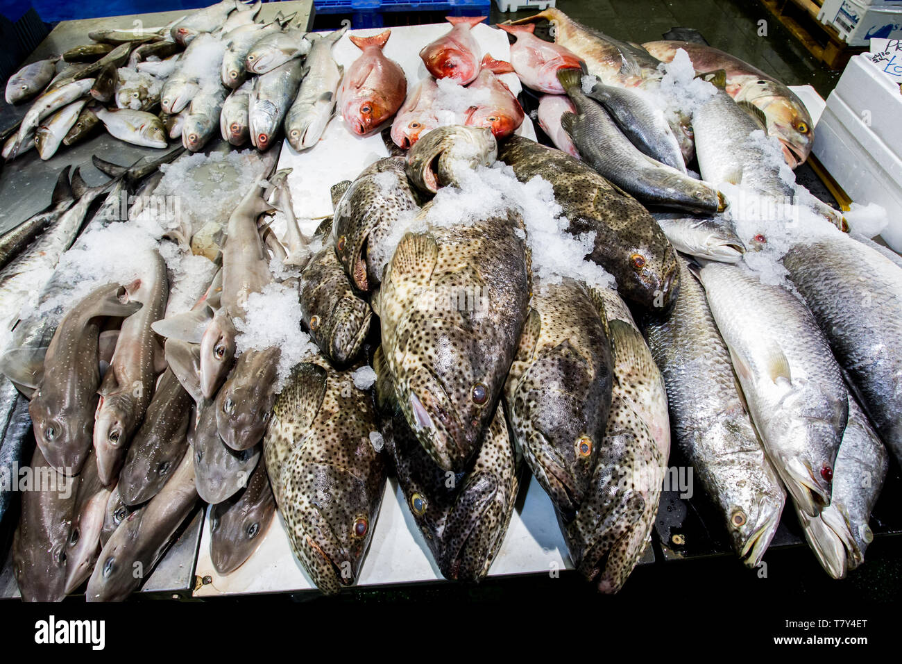 Billingsgate Fish Market Stock Photo Alamy