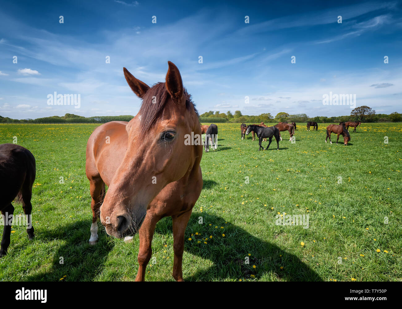 Horses and foals on a ranch in Denmark Stock Photo