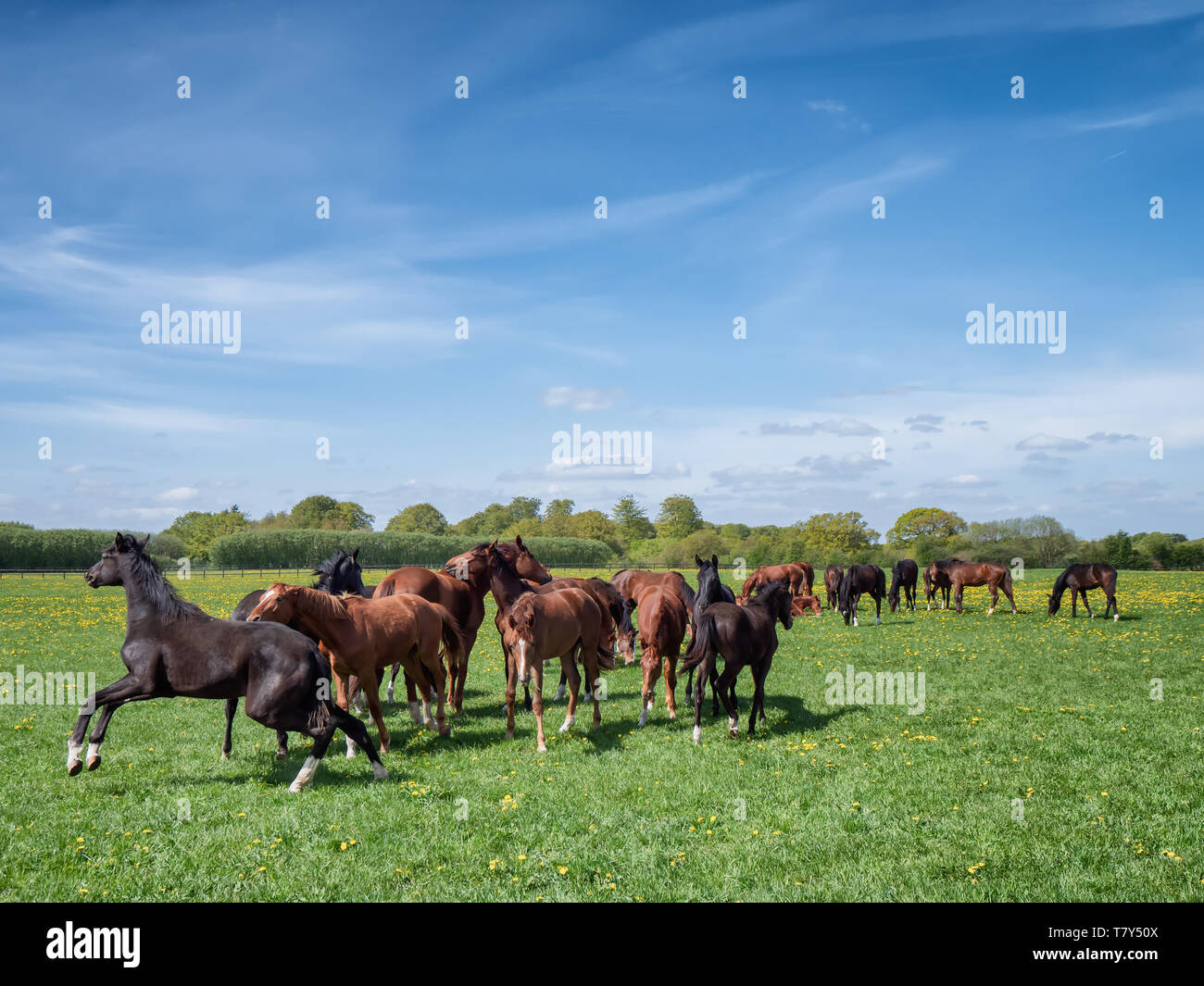 Horses and foals on a ranch in Denmark Stock Photo