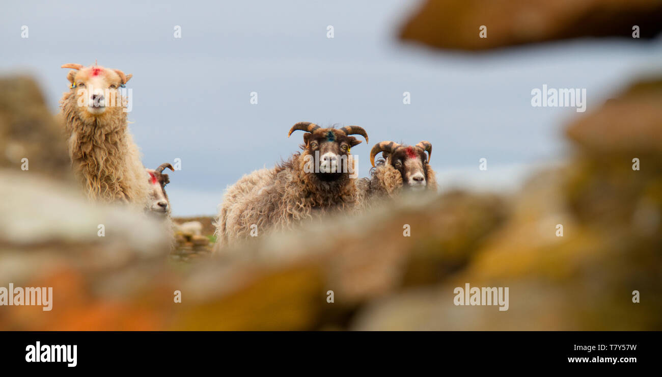 North Ronaldsay sheep, Orkney Stock Photo