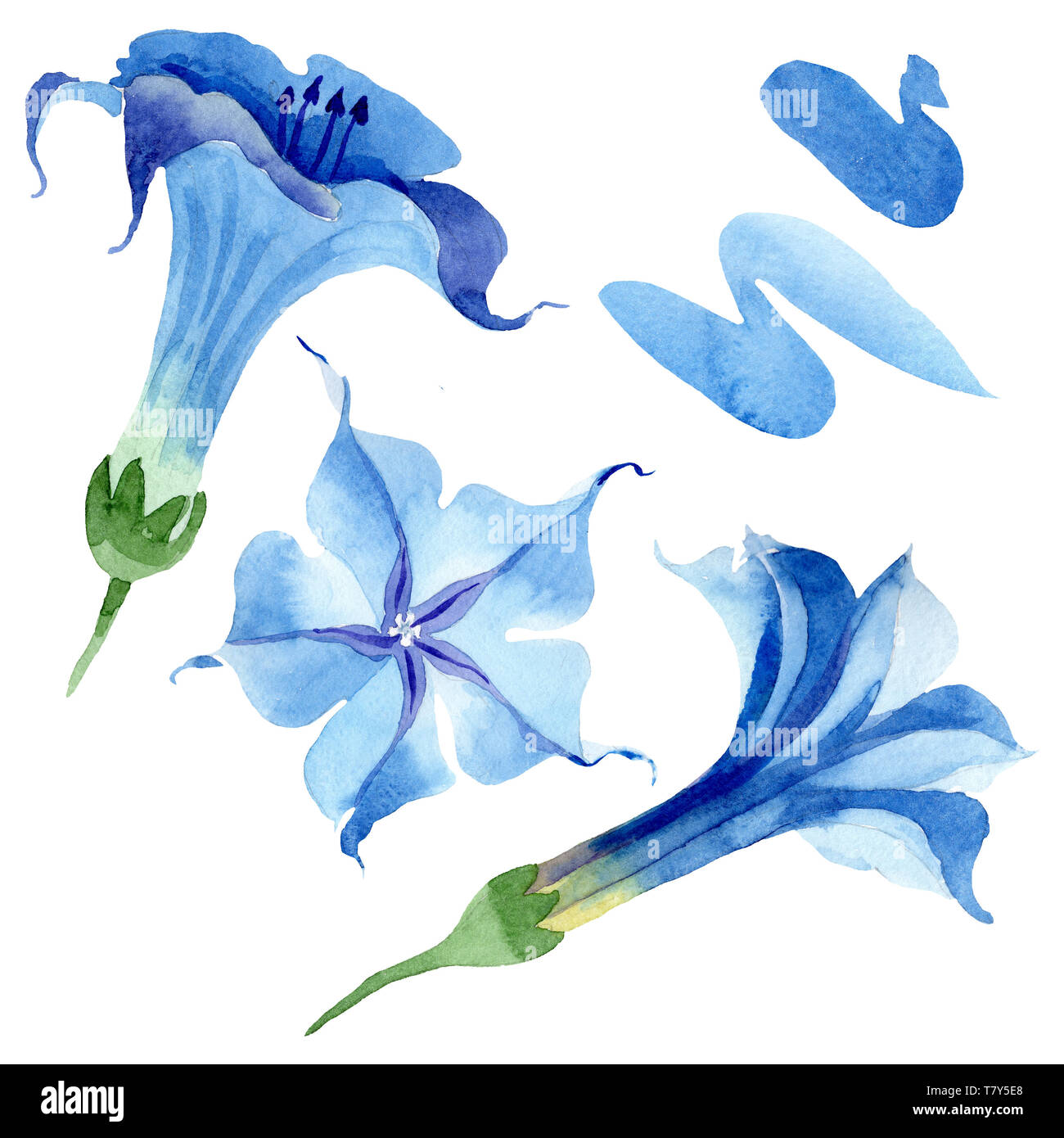 Blue brugmansia floral botanical flowers. Watercolor background set