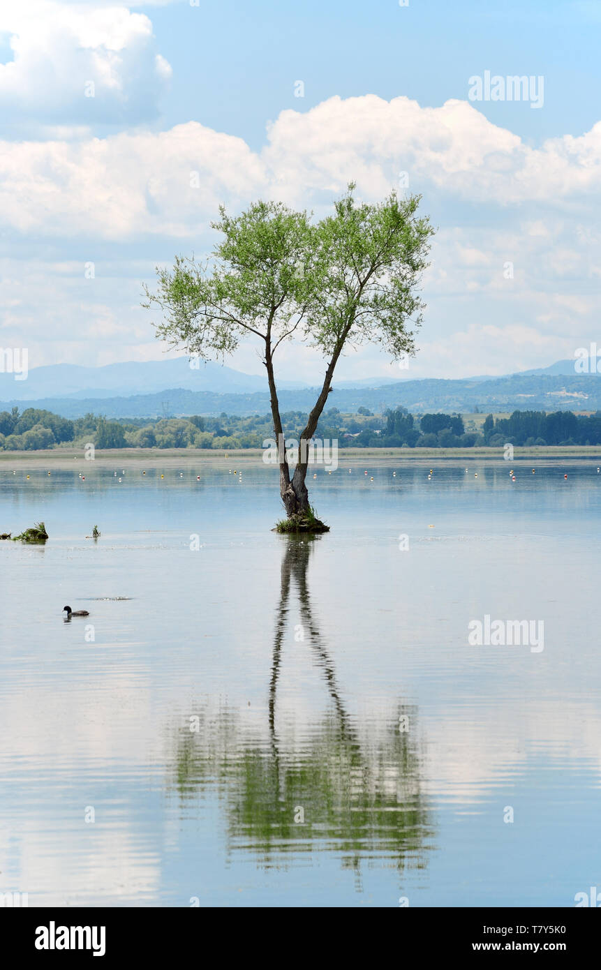 Tree reflection on lake surface hi-res stock photography and images - Alamy