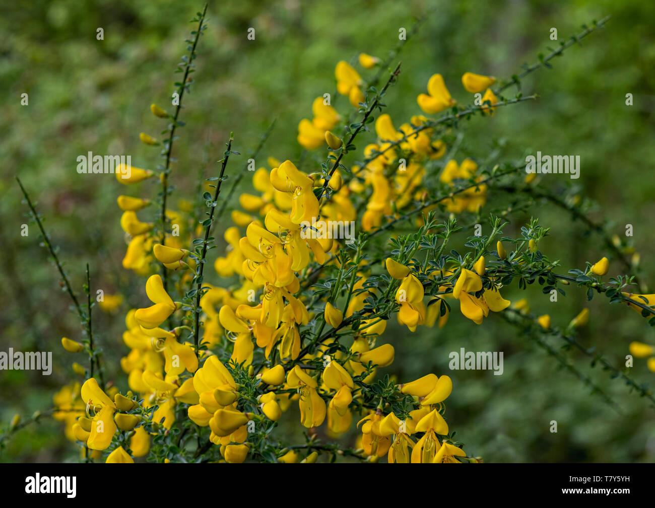 Gorse flowers uk hires stock photography and images Alamy