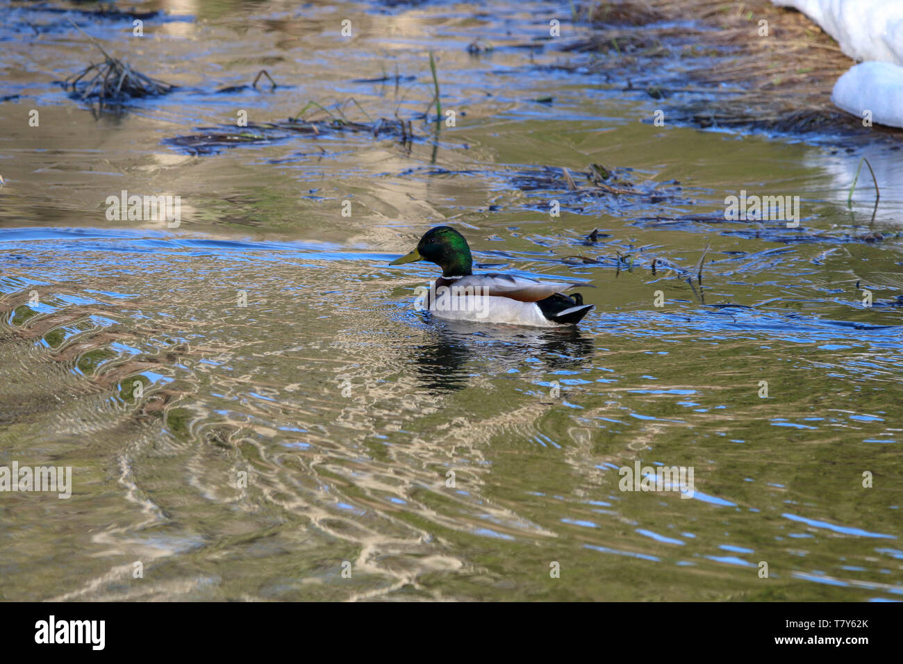 Drake Mallard Stock Photo