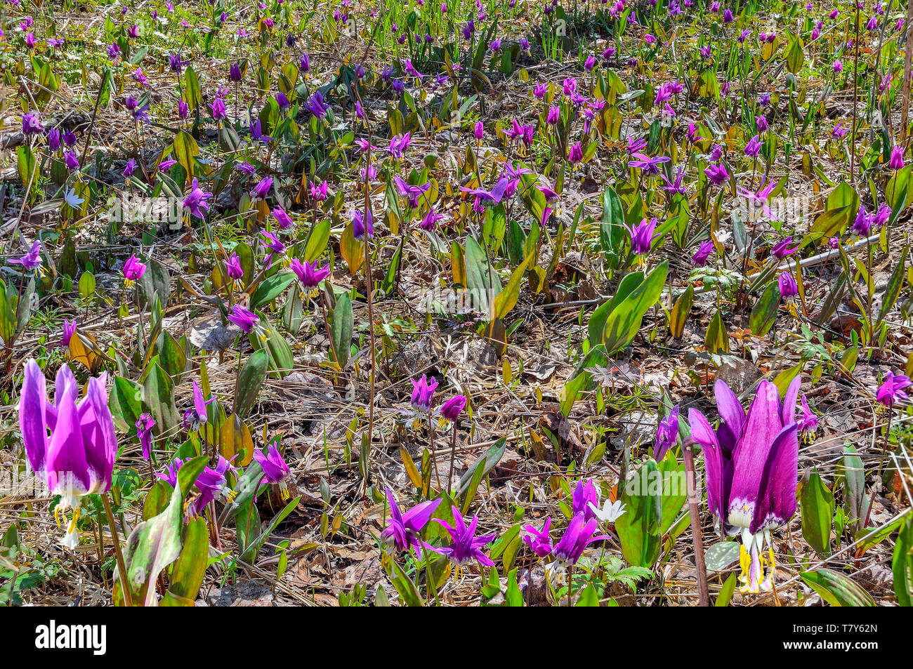 Purple early spring wild flowers Erythronium sibiricum on forest glade. These elegant perennial  liliaceae wildflowers with spotted leaves are called  Stock Photo