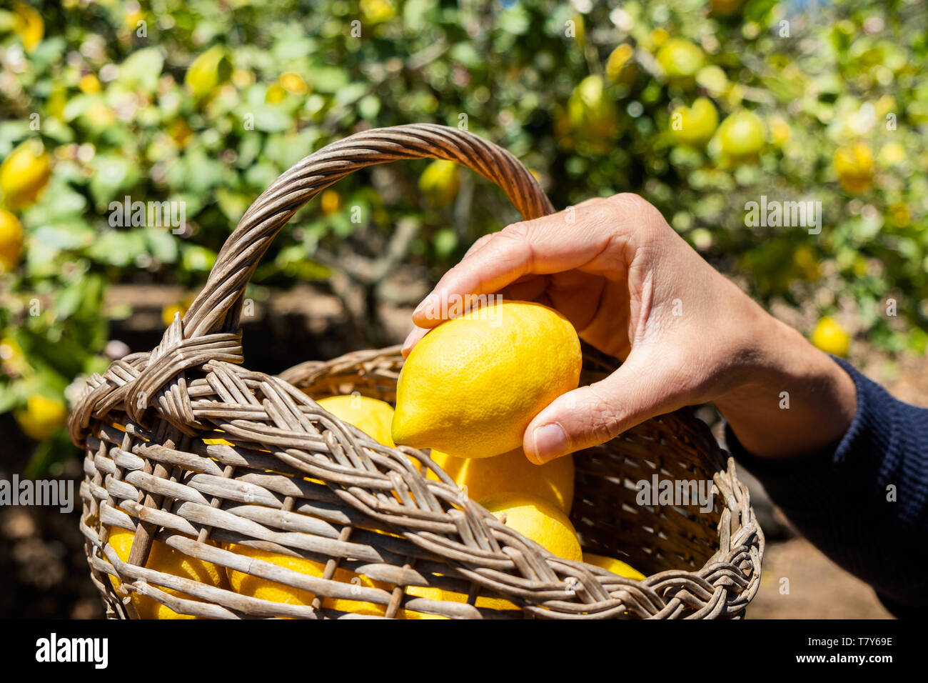 Real lemons hi-res stock photography and images - Alamy
