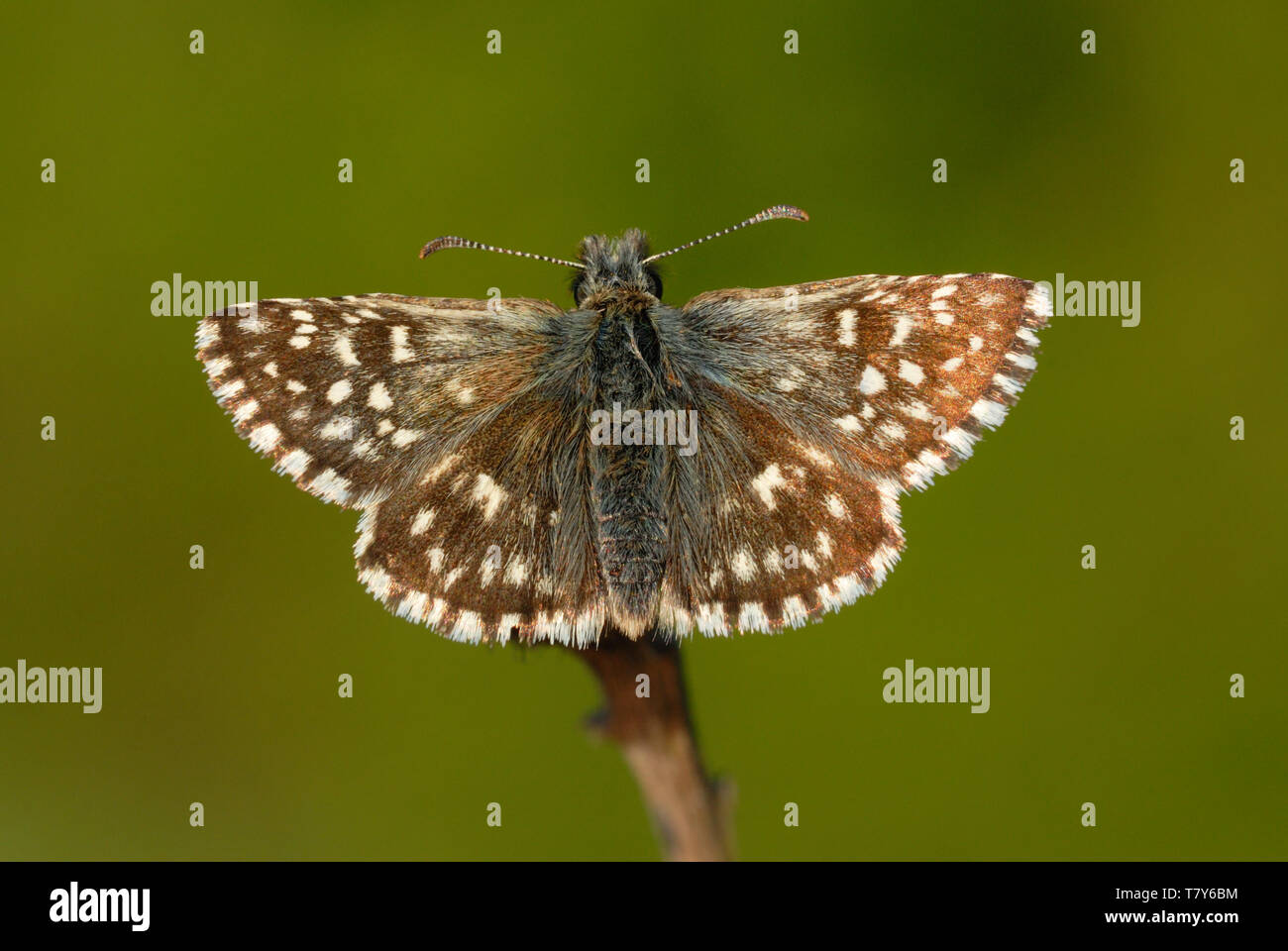 Grizzled Skipper butterfly (Pyrgus malvae) resting on a twig at Fontmell Down Nature Reserve, England Stock Photo