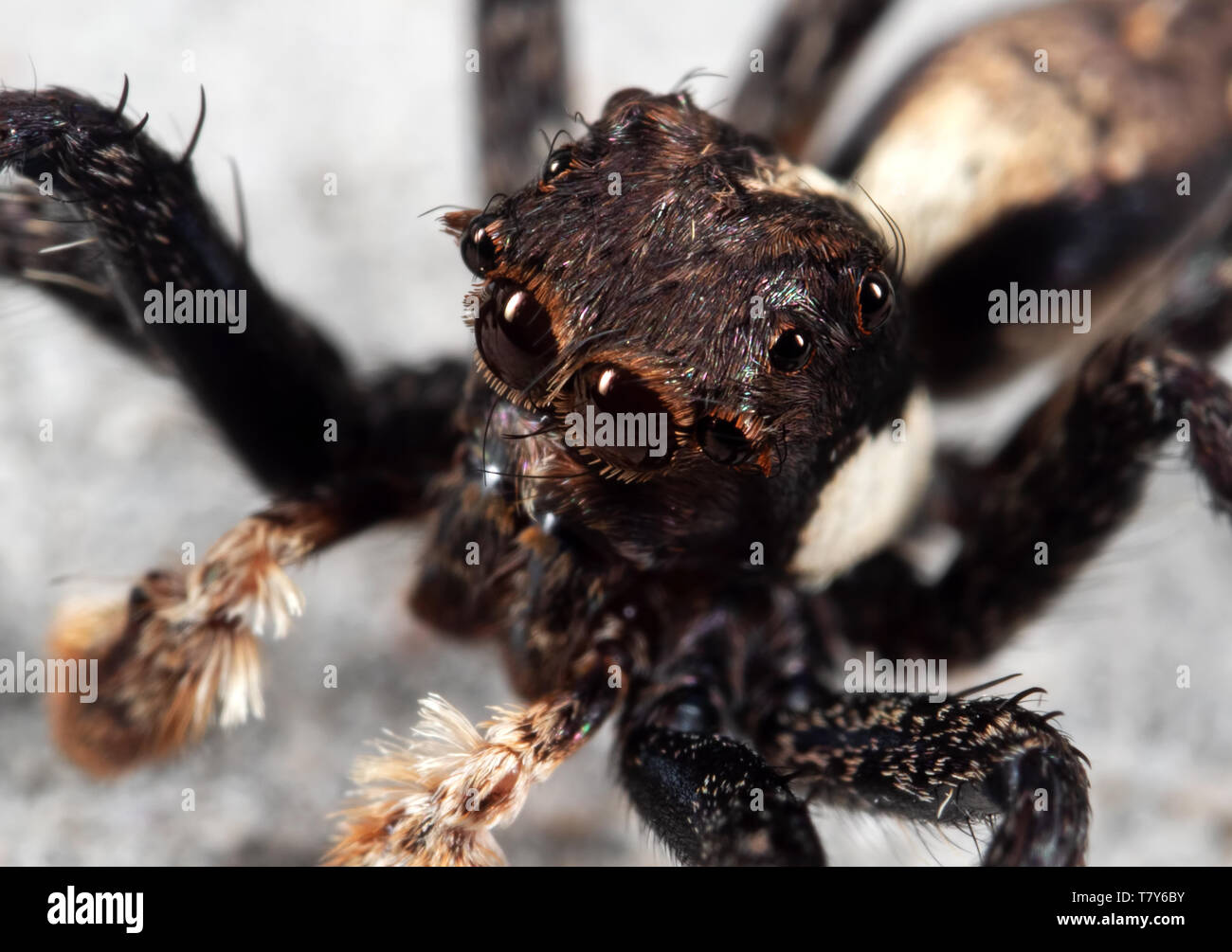 Macro Photography Of Head Of Jumping Spider On The Floor Stock