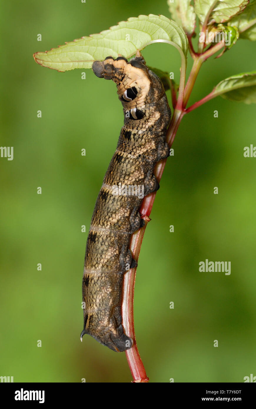 Elephant Hawk-moth caterpillar (Deilephila elpenor) feeding on invasive Himalayan Balsam (Impatiens glandulifera) in South Wales Stock Photo