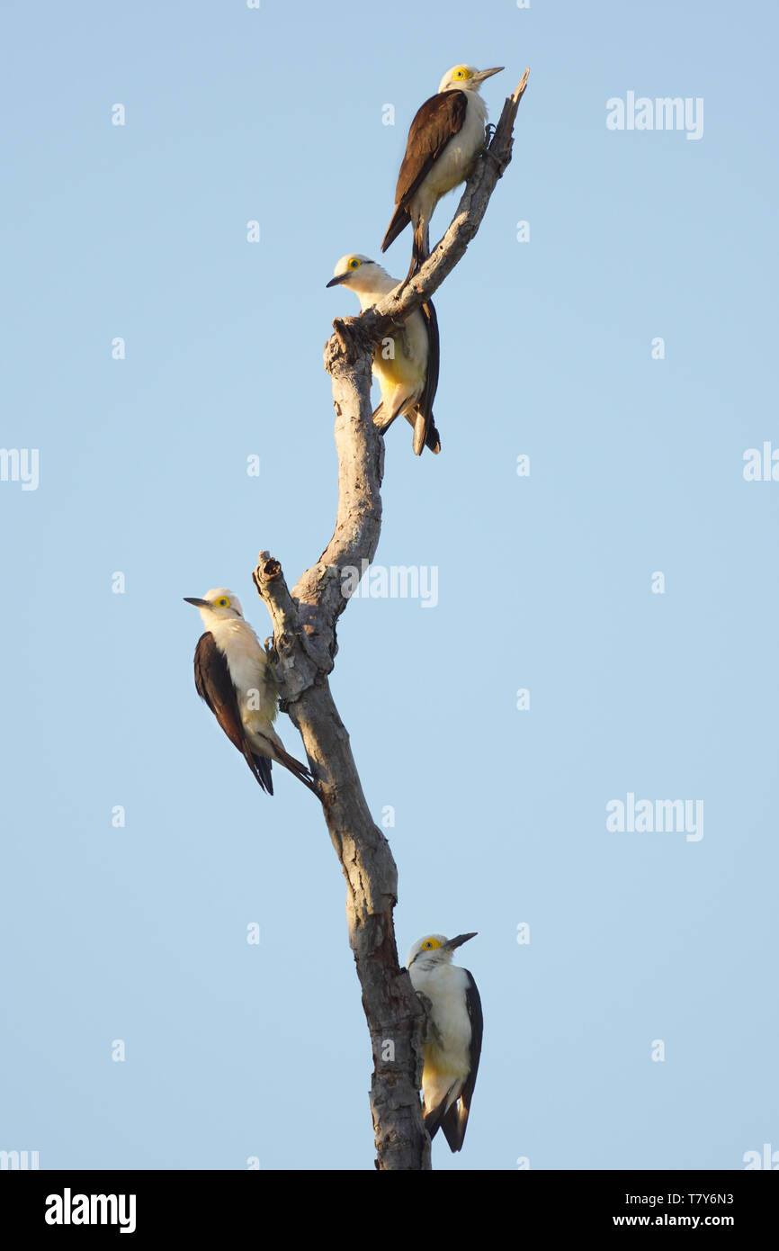 White Woodpecker family (Melanerpes candidus) on a dead tree in the Pantanal, Brazil Stock Photo