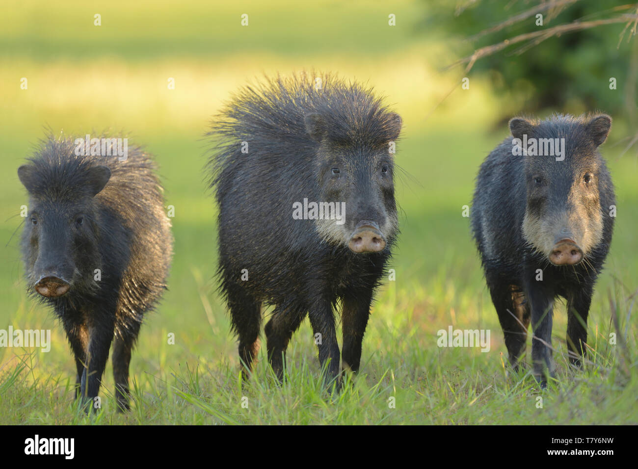 White-lipped Peccary family (Tayassu pecari) in the Pantanal, Brazil. male with hair raised in defence, Stock Photo