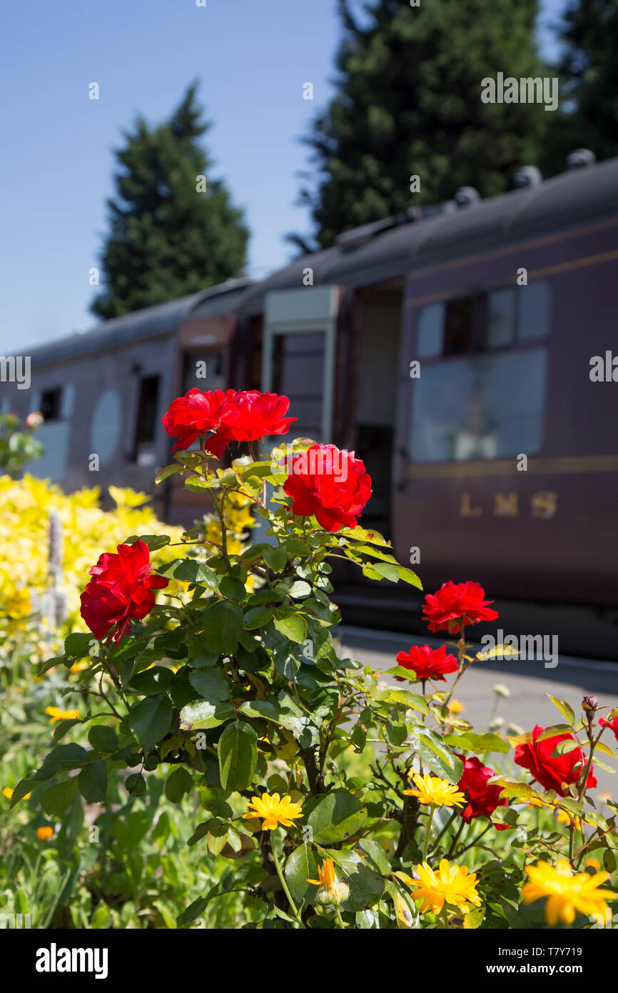 Close up of red rose bush in glorious, summer sunshine on display on the platform of a vintage UK train station; vintage railway carriage, doors open. Stock Photo