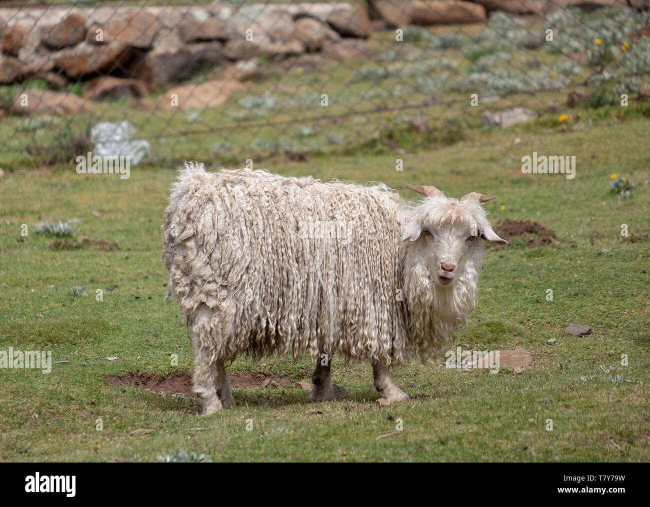 Mountain goat in the hills near Mokhotlong in Lesotho, Africa Stock Photo