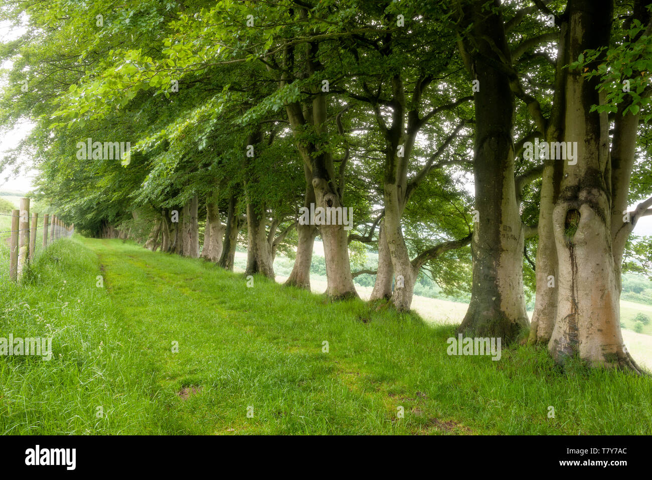 A row of beech trees at Draycott Sleights in the Mendip Hills. Somerset