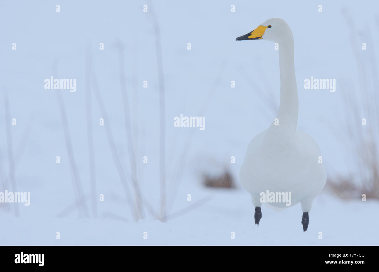 Whooper Swan (Cygnus cygnus) in the winter snow of Hokkaido Island, Japan. Stock Photo