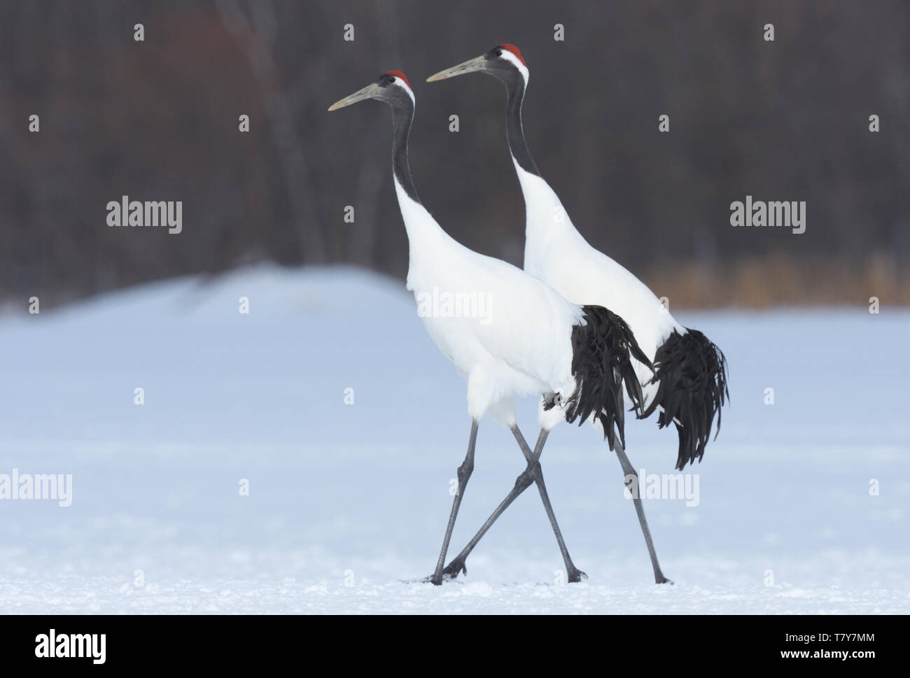 Endangered Red-crowned Cranes (Grus japonensis) in the winter snow of Hokkaido Island, Japan Stock Photo