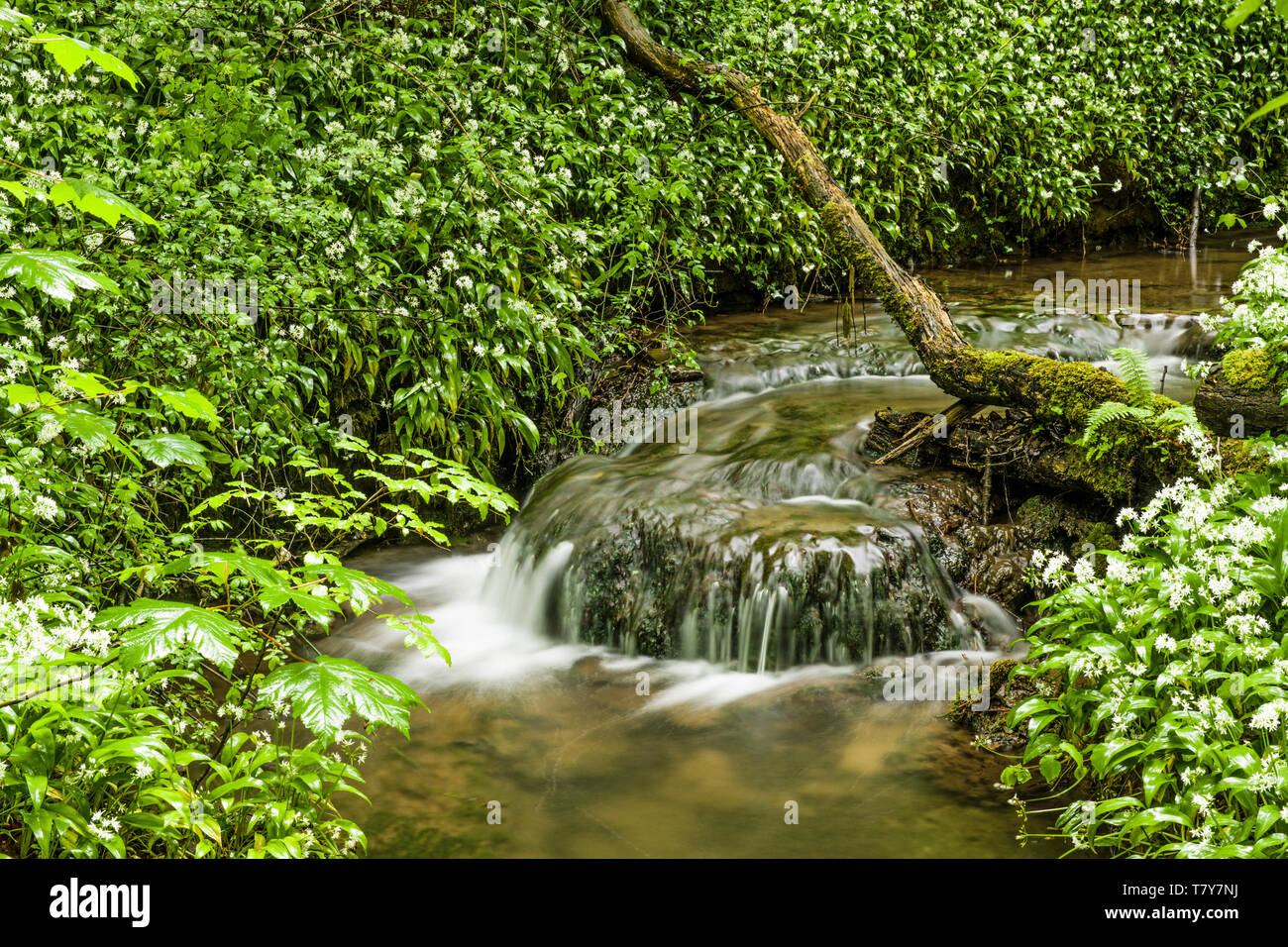 Narrow stream and little waterfall running through the Fforest Ganol forest area near Tongwynlais, Cardiff Stock Photo