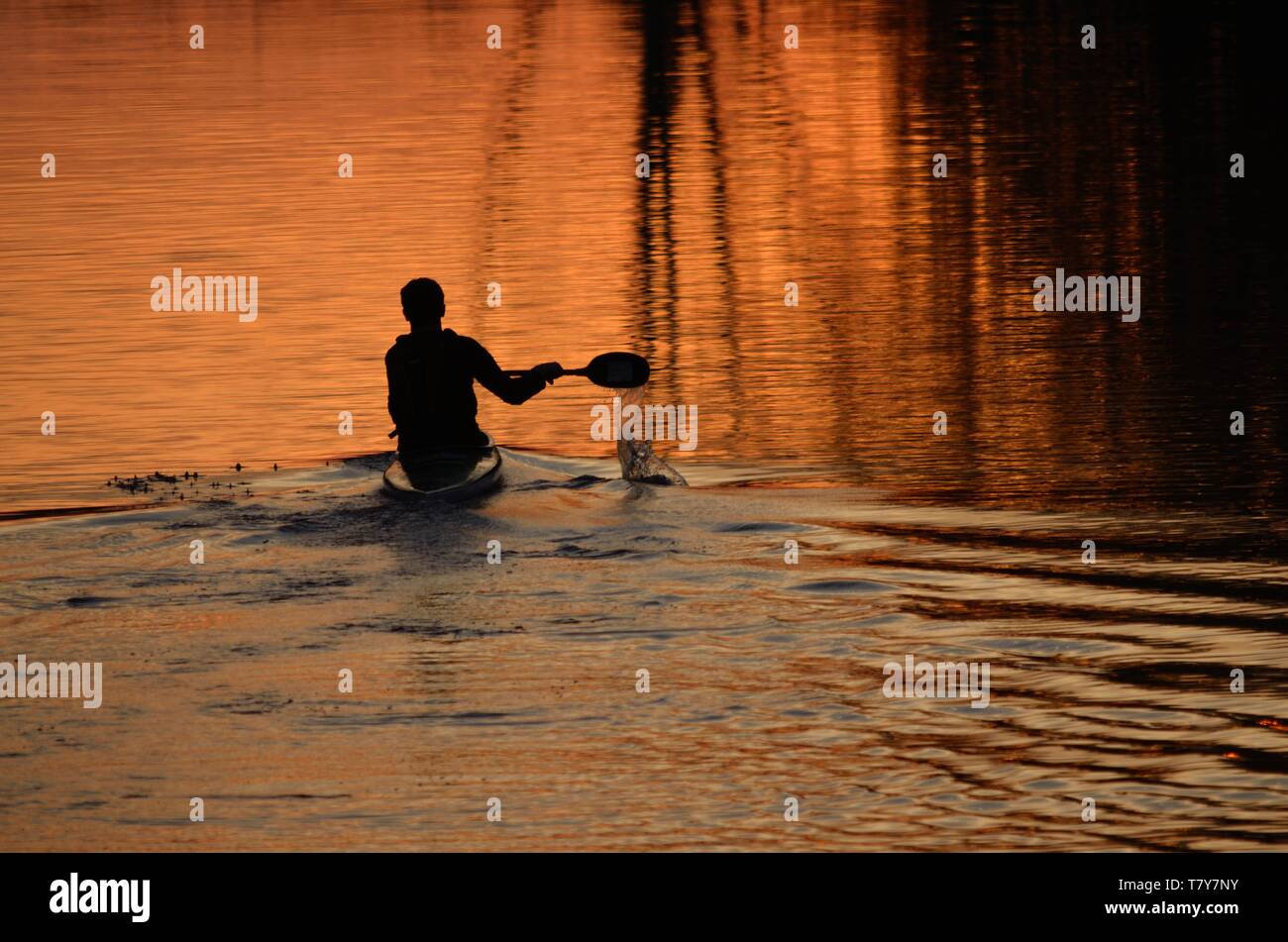 Silhouette of a canoeist paddling into sunset reflection on River Avon Stock Photo
