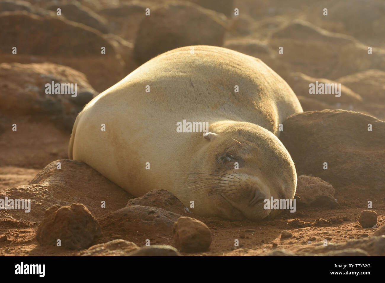 Galapagos Sea-lion (Zalophus wollebaeki) sleeping among the rocks of North Seymour island, the Galapagos Islands Stock Photo