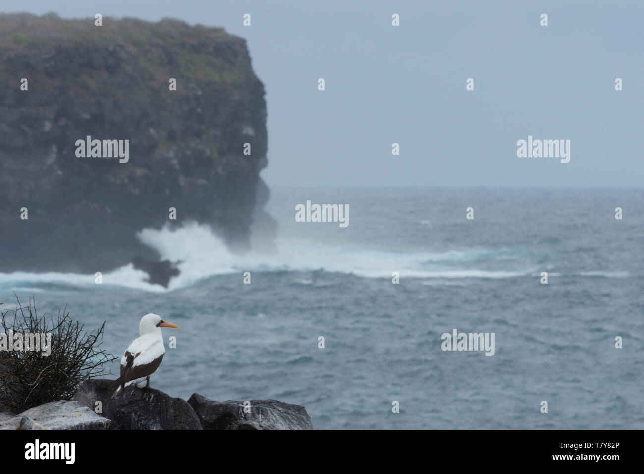Nazcar Booby (Sula granti) on the cliff-top overlooking stormy waters on Espanola Island, Galapagos Islands Stock Photo