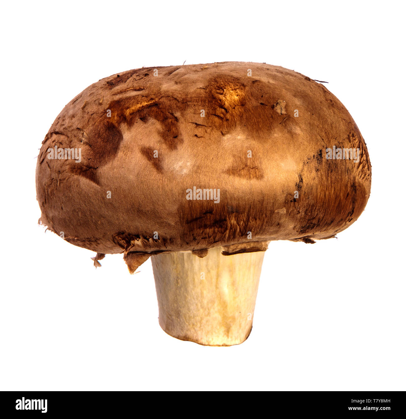 royal large champignon. on a white Stock Photo