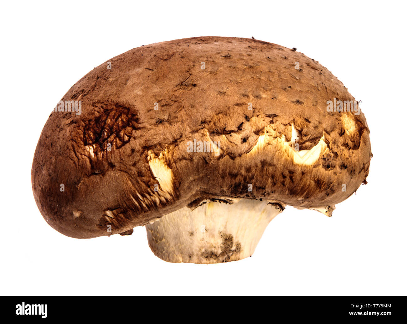 royal large champignon. on a white Stock Photo