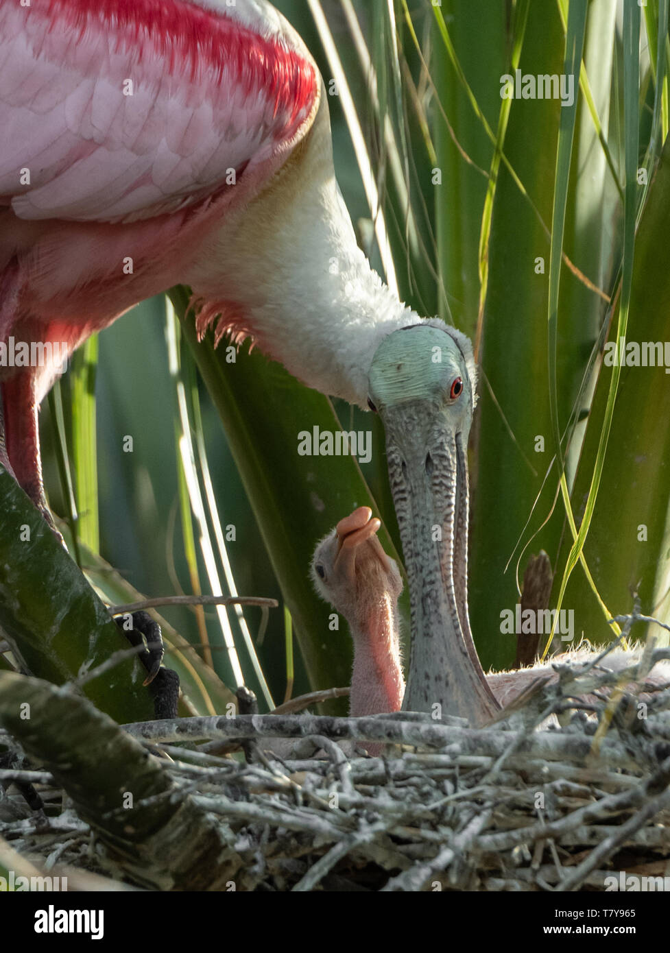 Onlsmilla S S Top Roseate Spoonbill