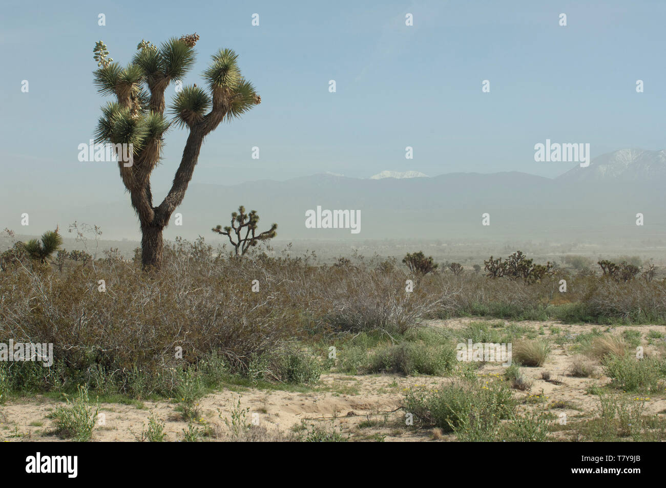 San Gabriel Mountains obscured by a Mohave Desert sandstorm, Big Rock Creek Wildlife Sanctuary, California. Digital photograph Stock Photo