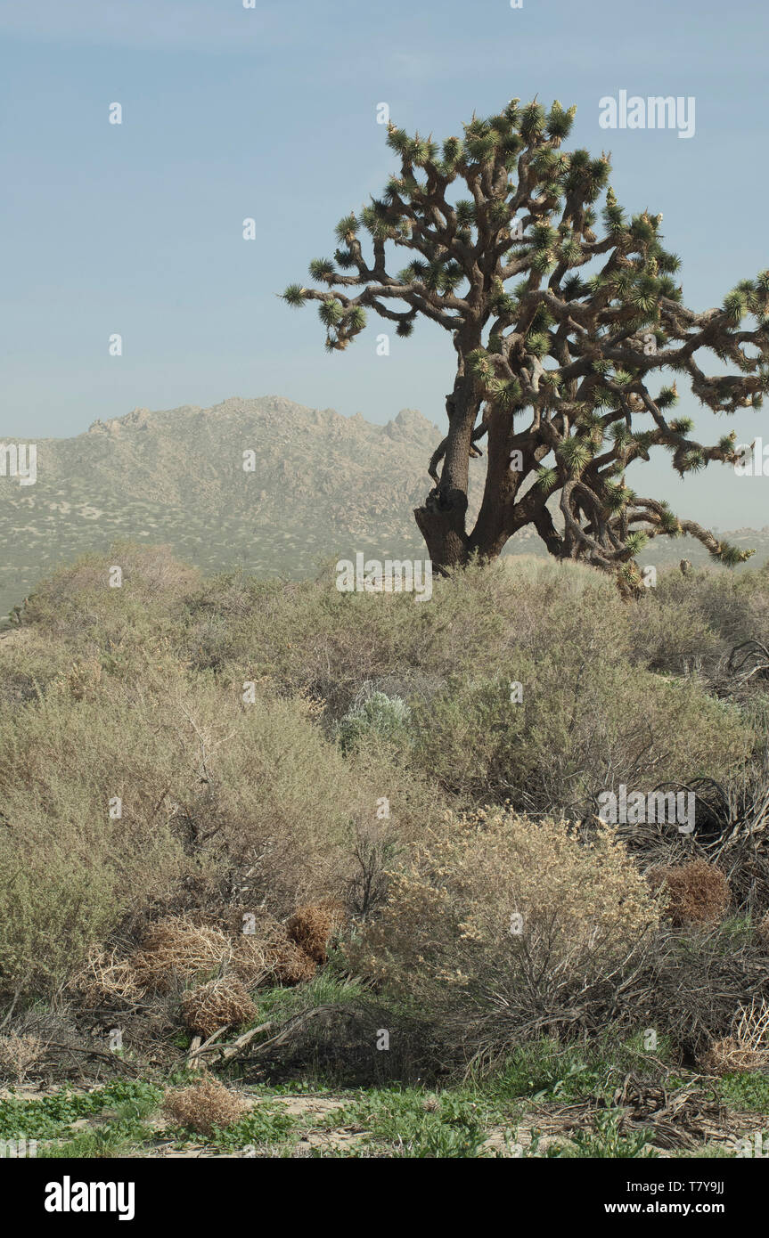 Joshua tree in the Mohave Desert ecosystem of Big Rock Creek Wildlife Sanctuary, California. Digital photograph Stock Photo