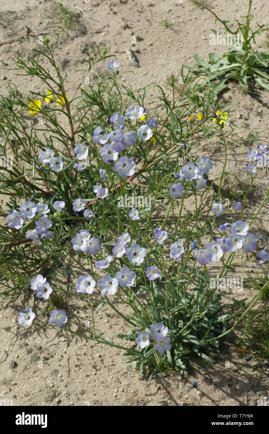 Wildflowers in the Mohave Desert ecosystem of Big Rock Creek Wildlife Sanctuary, California. Digital photograph Stock Photo