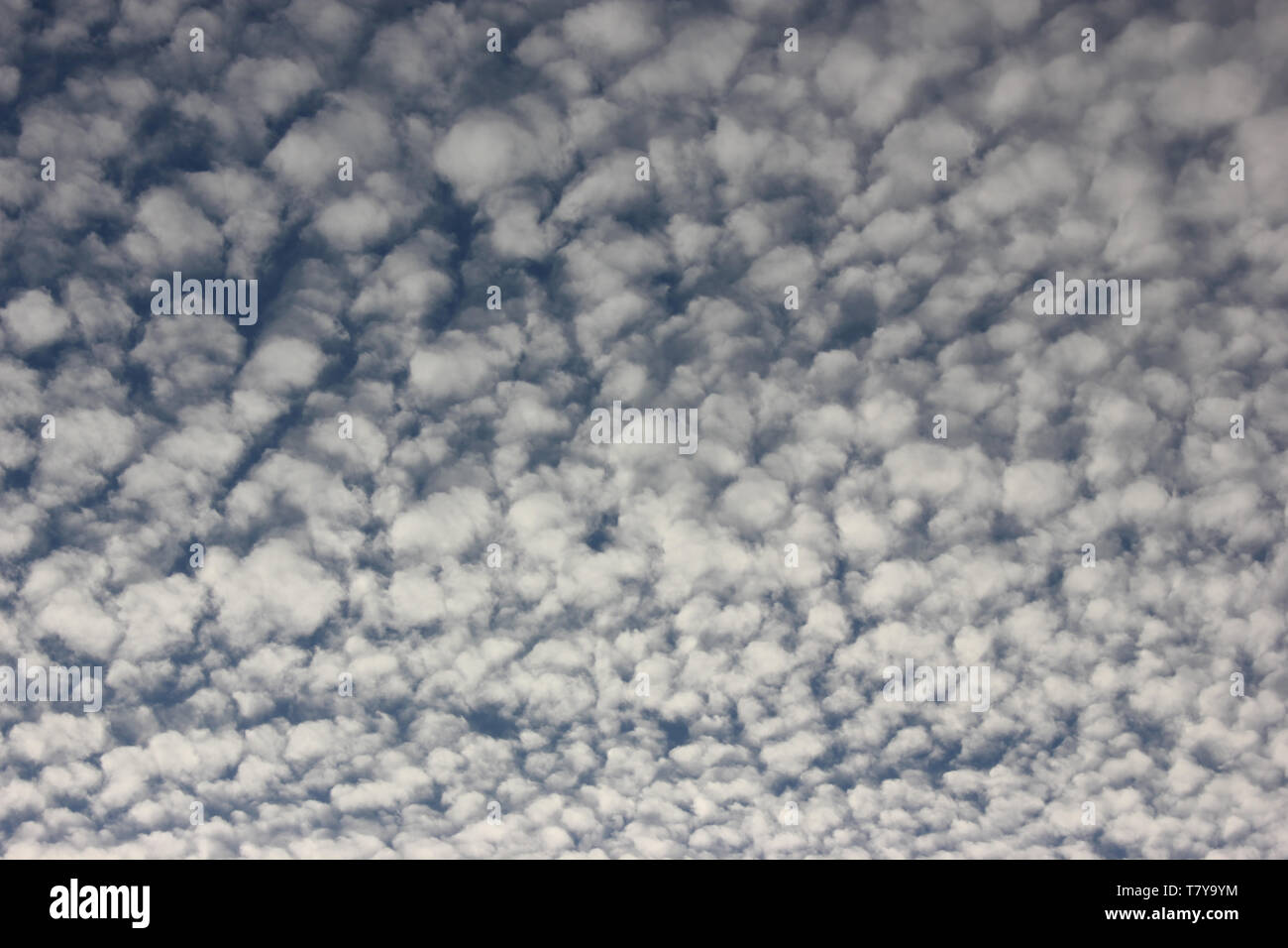 Cirrocumulus fleecy clouds on blue sky. Stock Photo