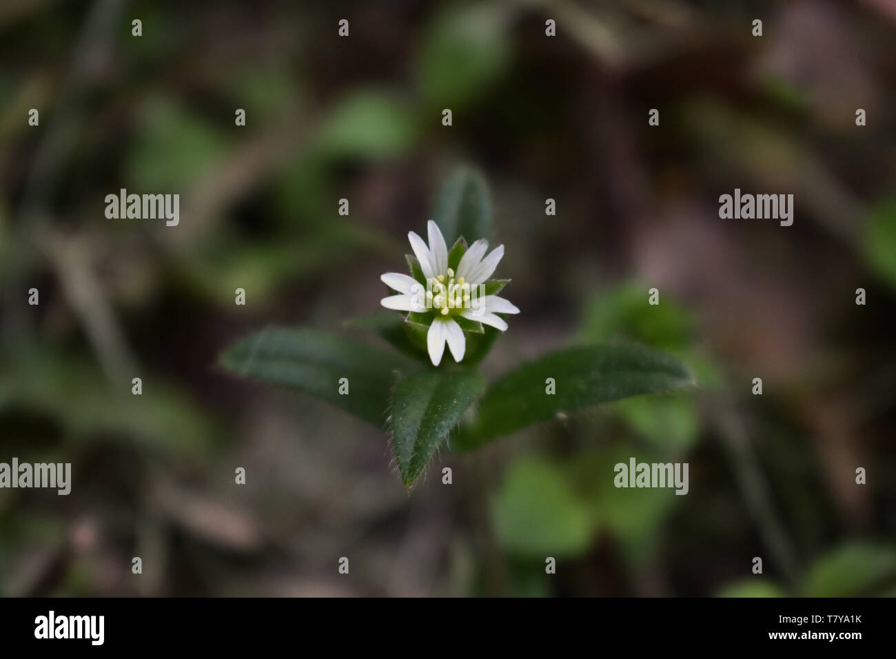 Spring wildflower with white petals. Chickweed. Stock Photo