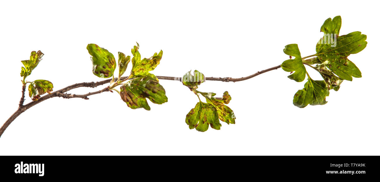 branch currant bush with leaves affected by the disease. isolated on white Stock Photo