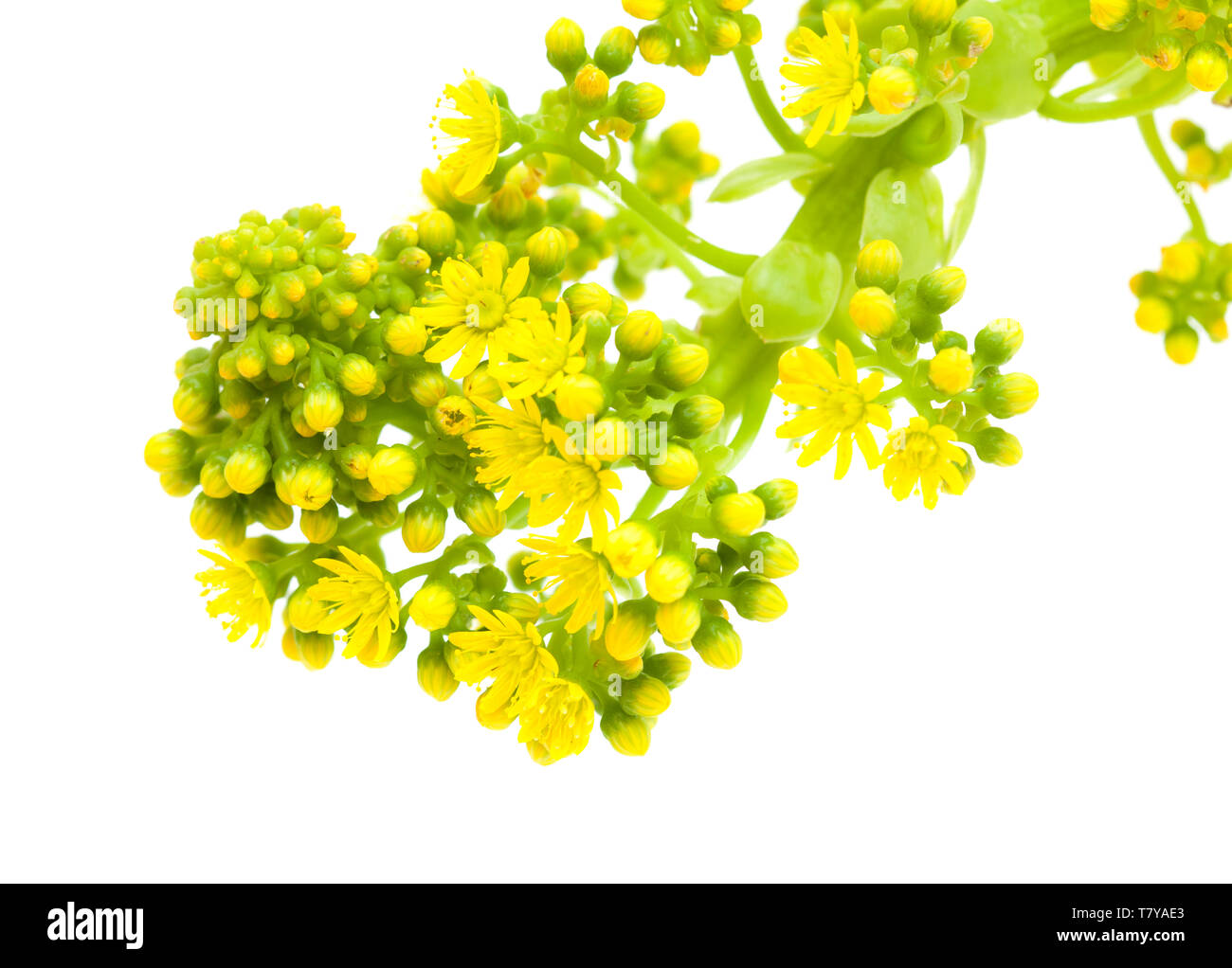 Flora of Gran Canaria -  Aeonium undulatum inflorescence isolated on white background Stock Photo