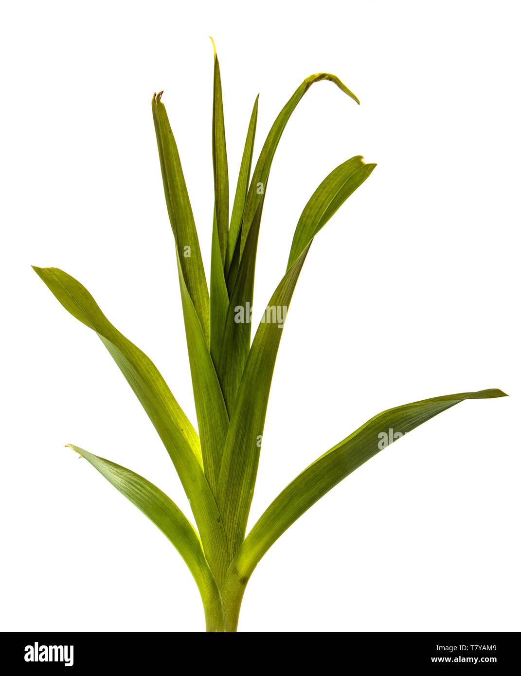 young sprouts of daylily flowers. green leaves. isolated on white Stock Photo