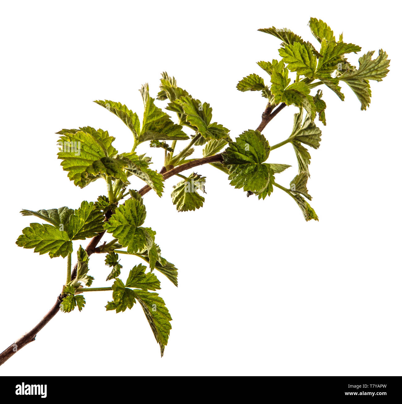raspberry bush with young green leaves. isolated on white Stock Photo Alamy