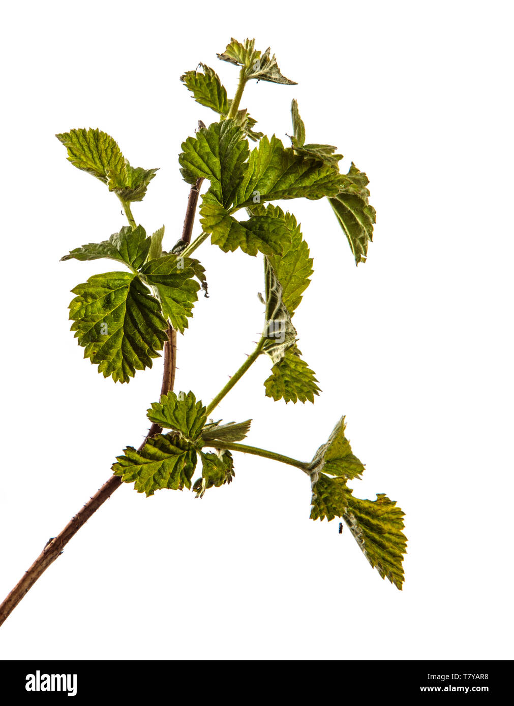 raspberry bush with young green leaves. isolated on white Stock Photo Alamy