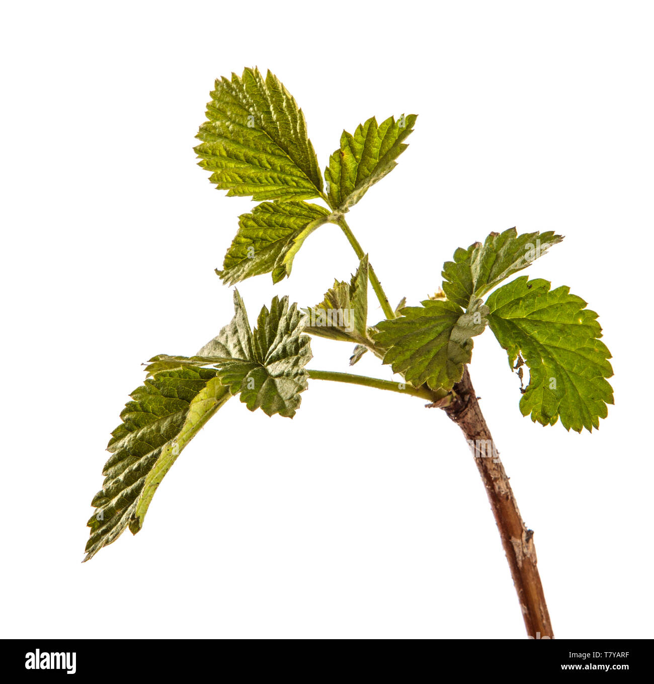 raspberry bush with young green leaves. isolated on white Stock Photo Alamy