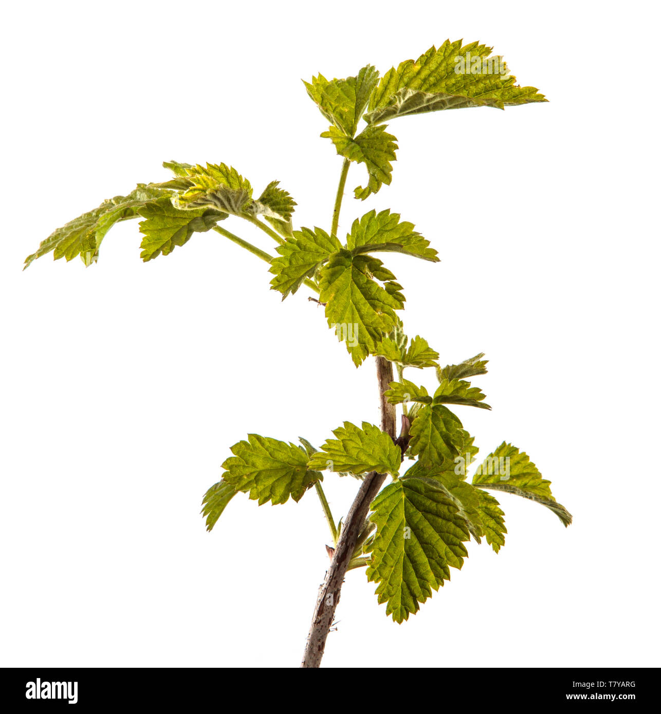 raspberry bush with young green leaves. isolated on white Stock Photo Alamy