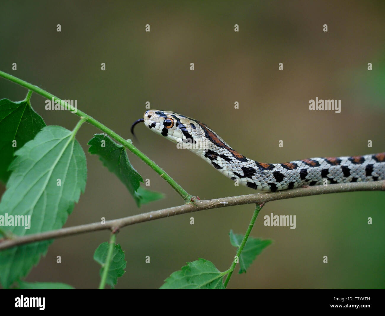 Leaopard Ribsaw Leapard snake hi-res stock photography and images - Alamy