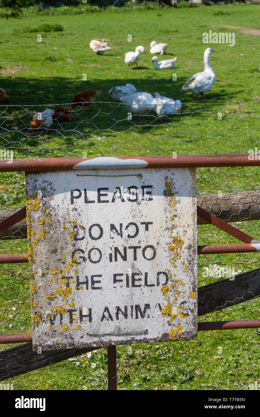 An old rusty warning sign on a farm gate reading 'Please do not go into the field with animals' with free range white geese behind. Stock Photo