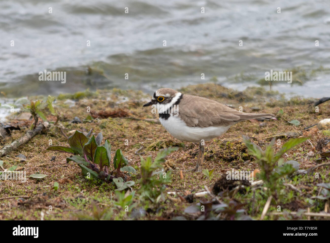 Little ringed plover (Charadrius dubius), a small plover bird walking along the water edge looking for food, UK Stock Photo