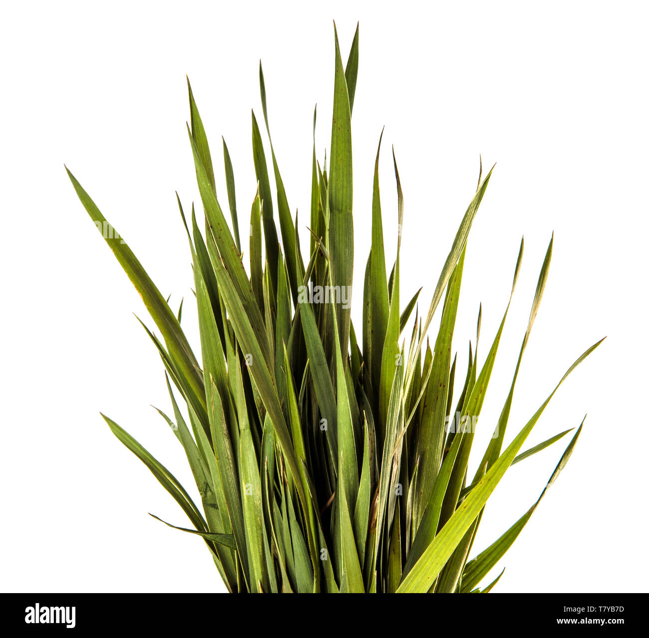 Young grass weed hi-res stock photography and images - Alamy