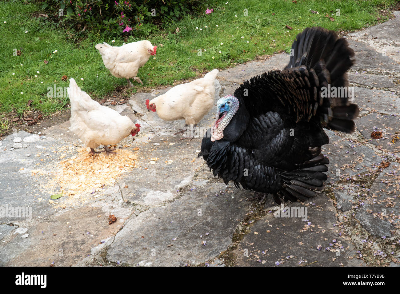 Male turkey and three white hens eating on outdoor Stock Photo Alamy