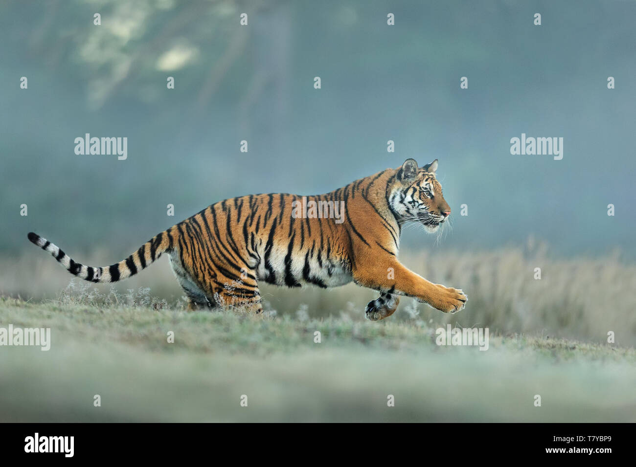 Amur tiger runing in natural habitat. Siberian tiger, Panthera tigris