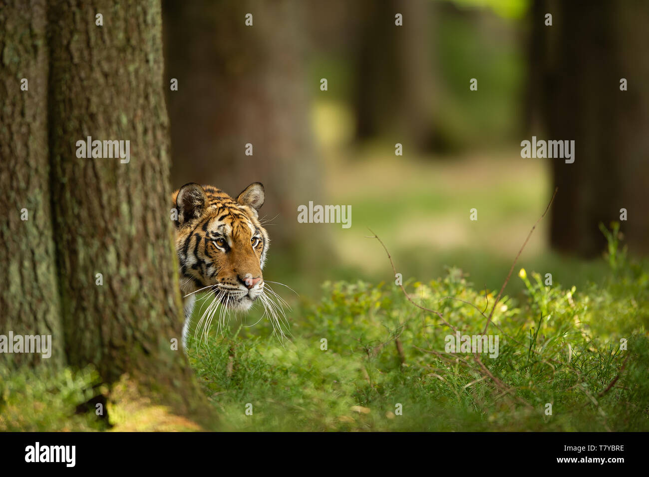 Siberian tiger hidden behind tree. Closeup head of dangerous animal ...