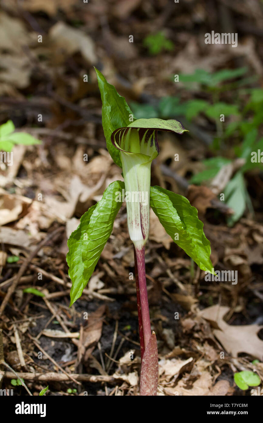 Macro view of a striking jack-in-the-pulpit wildflower blooming in its native woodland habitat Stock Photo